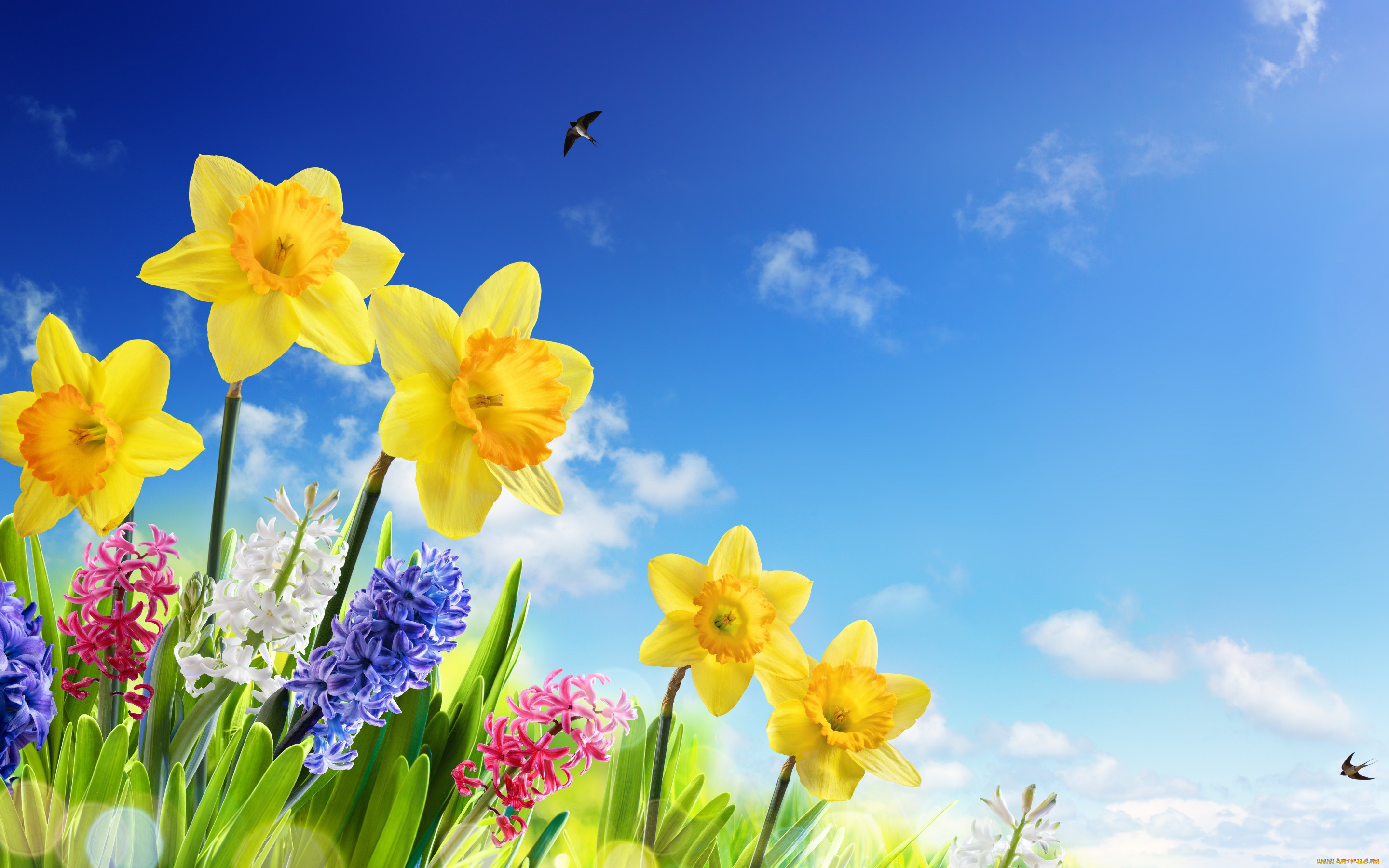 ,  , spring, , , meadow, flowers, , , sky, , 